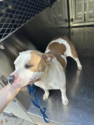 Patsy — thumbnail 2