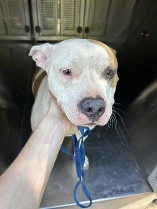 Patsy — thumbnail 3