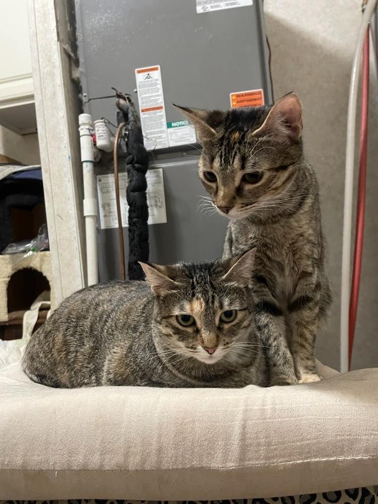 Enlarge Cali Girl, a Adoptable Domestic Short Hair in Carrollton, TX image 1/1