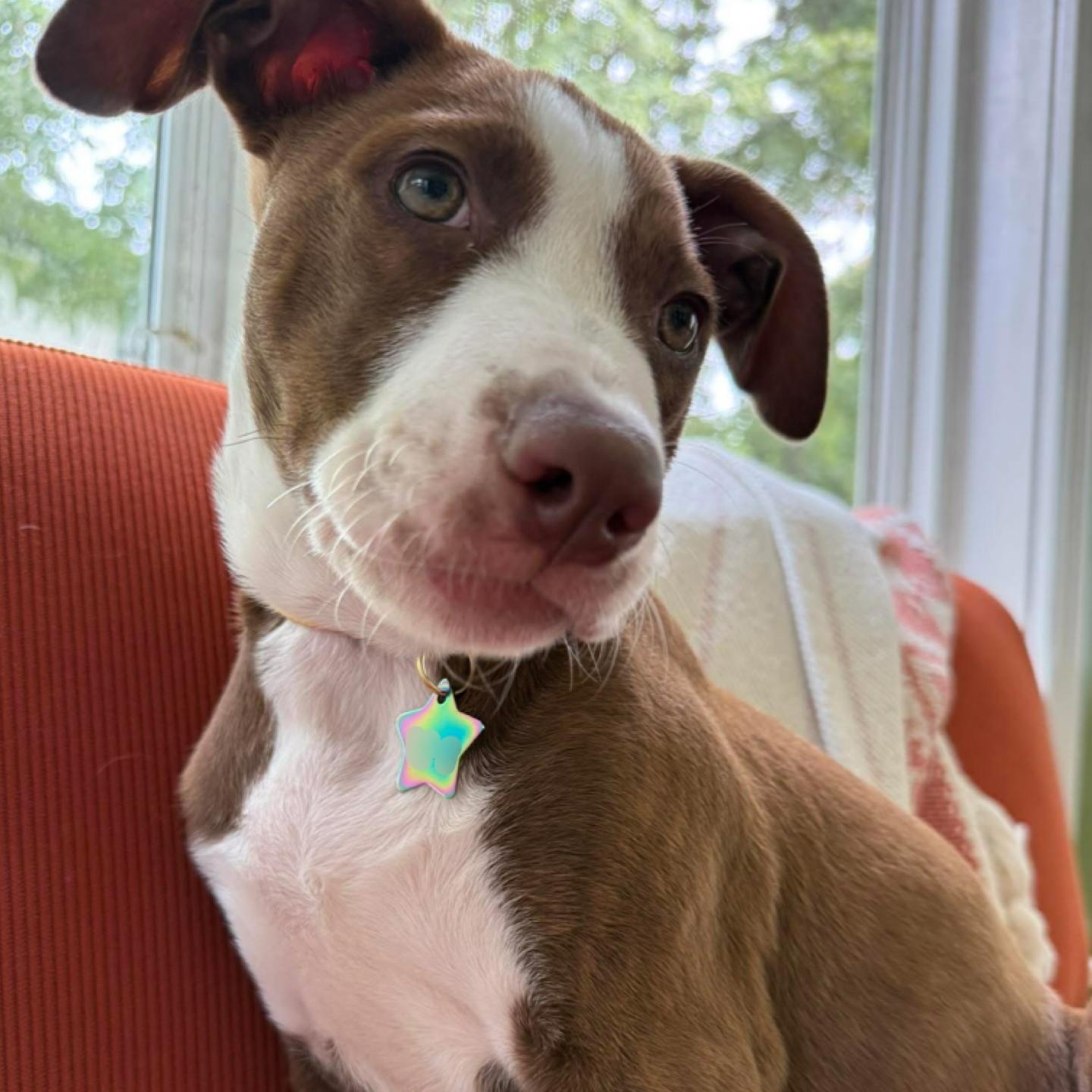 Ginger, a Adoptable mixed breed in Rochester, NY image 1/4