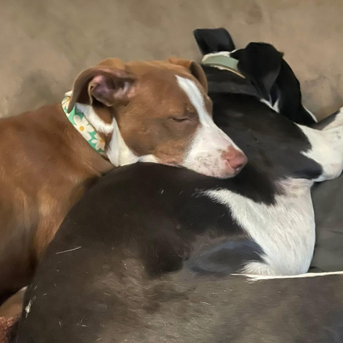 Ginger, a Adoptable mixed breed in Rochester, NY image 2/4