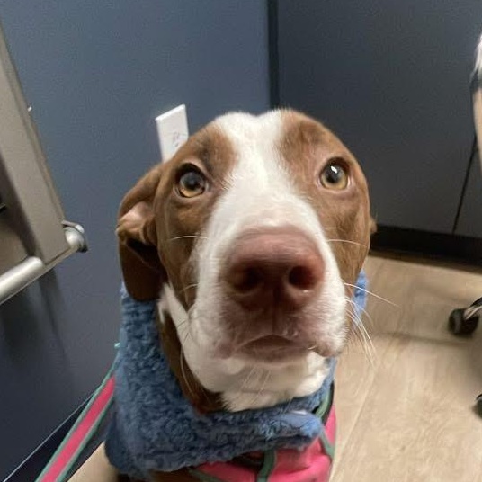 Enlarge Ginger, a Adoptable mixed breed in Rochester, NY image 3/6