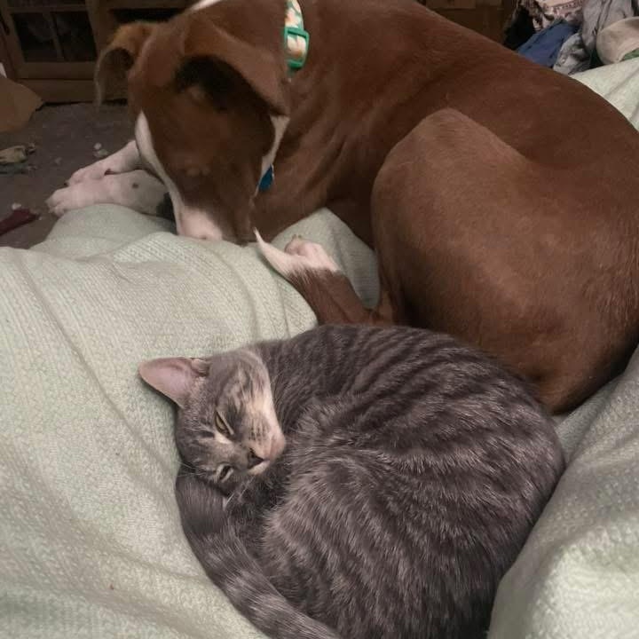 Ginger, a Adoptable mixed breed in Rochester, NY image 3/4