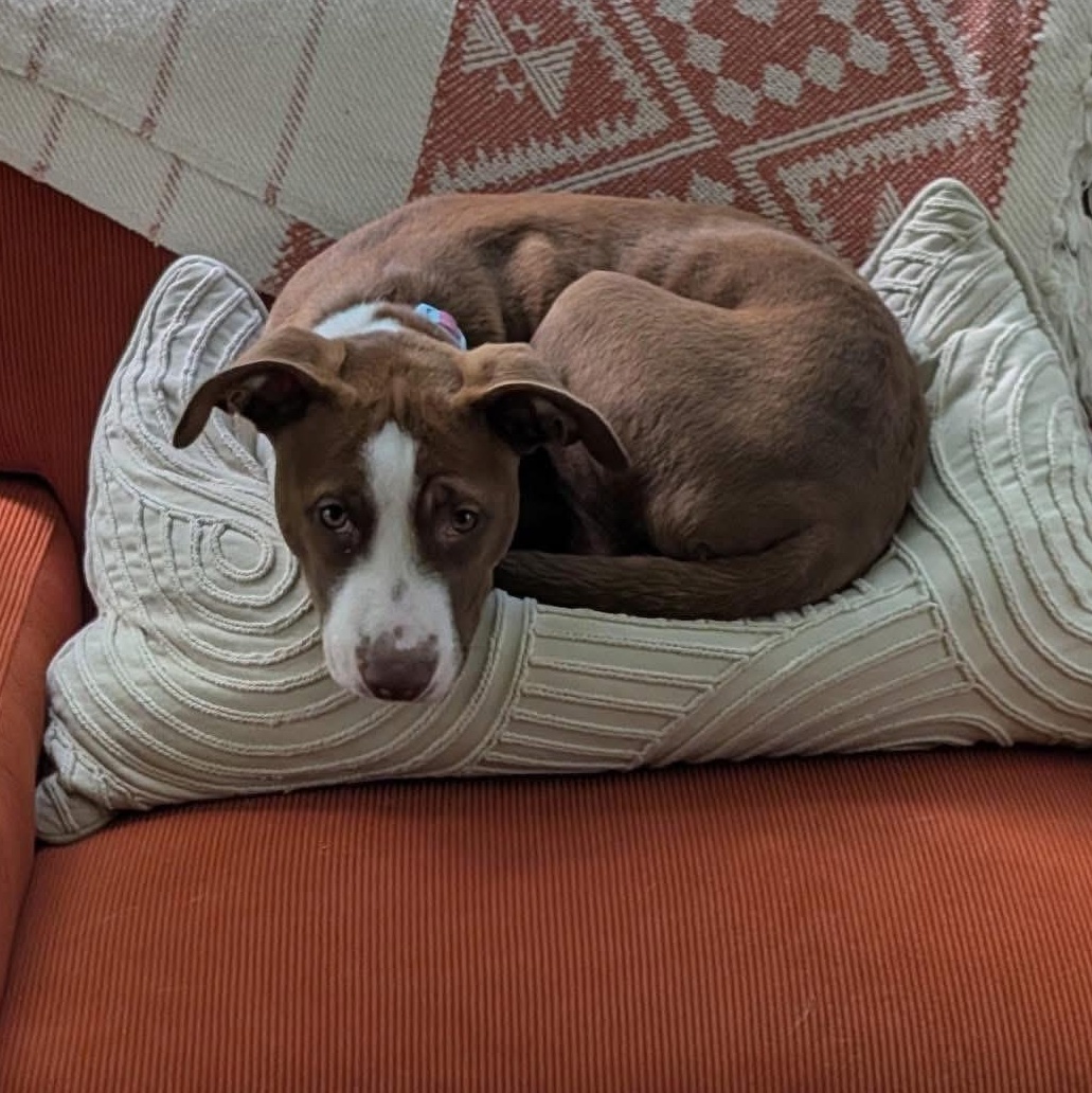 Ginger, a Adoptable mixed breed in Rochester, NY image 4/4