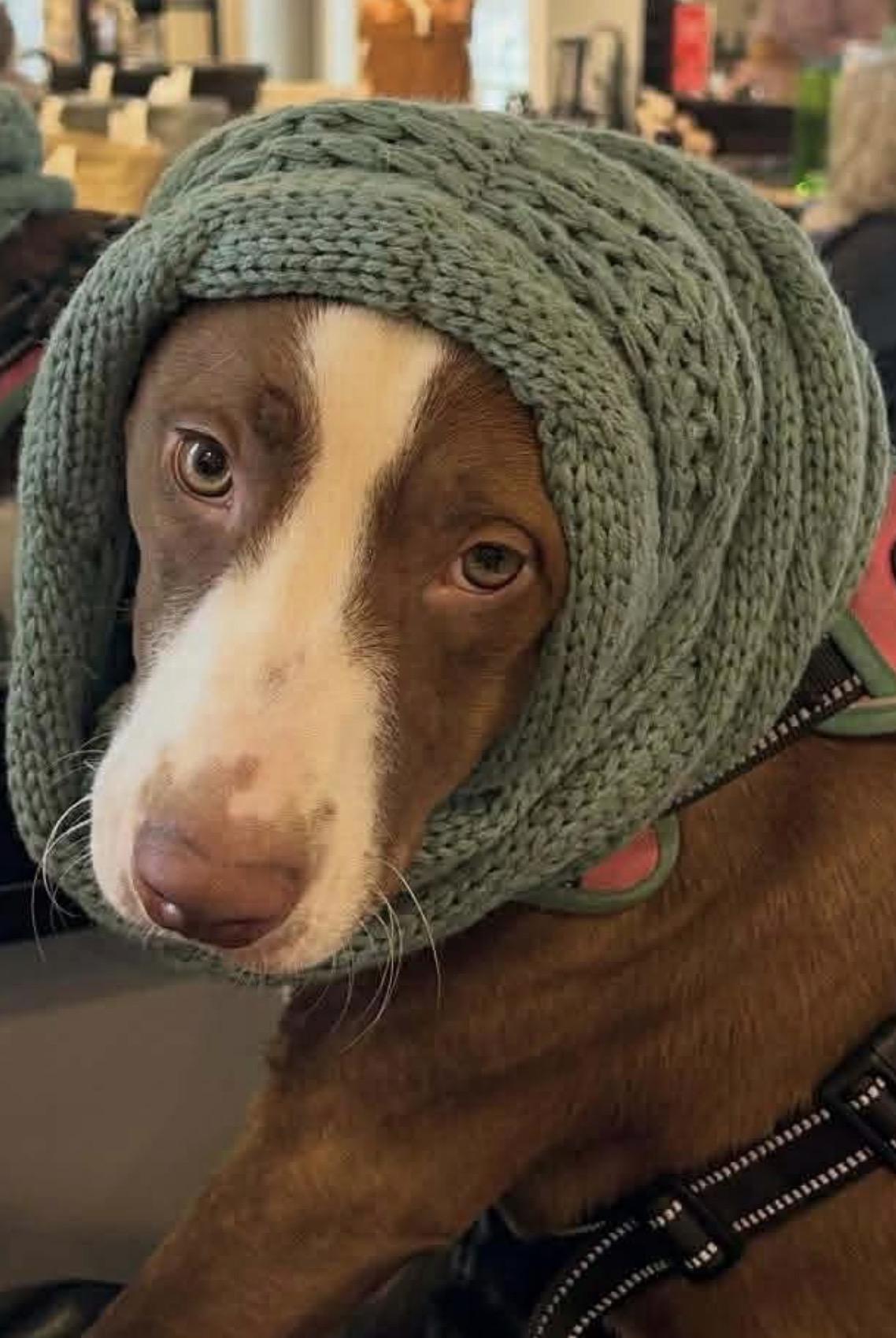 Enlarge Ginger, a Adoptable mixed breed in Rochester, NY image 6/6