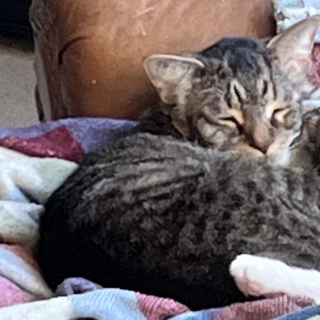 Enlarge Barry, a Adoptable Domestic Short Hair in Springfield, IL image 1/3