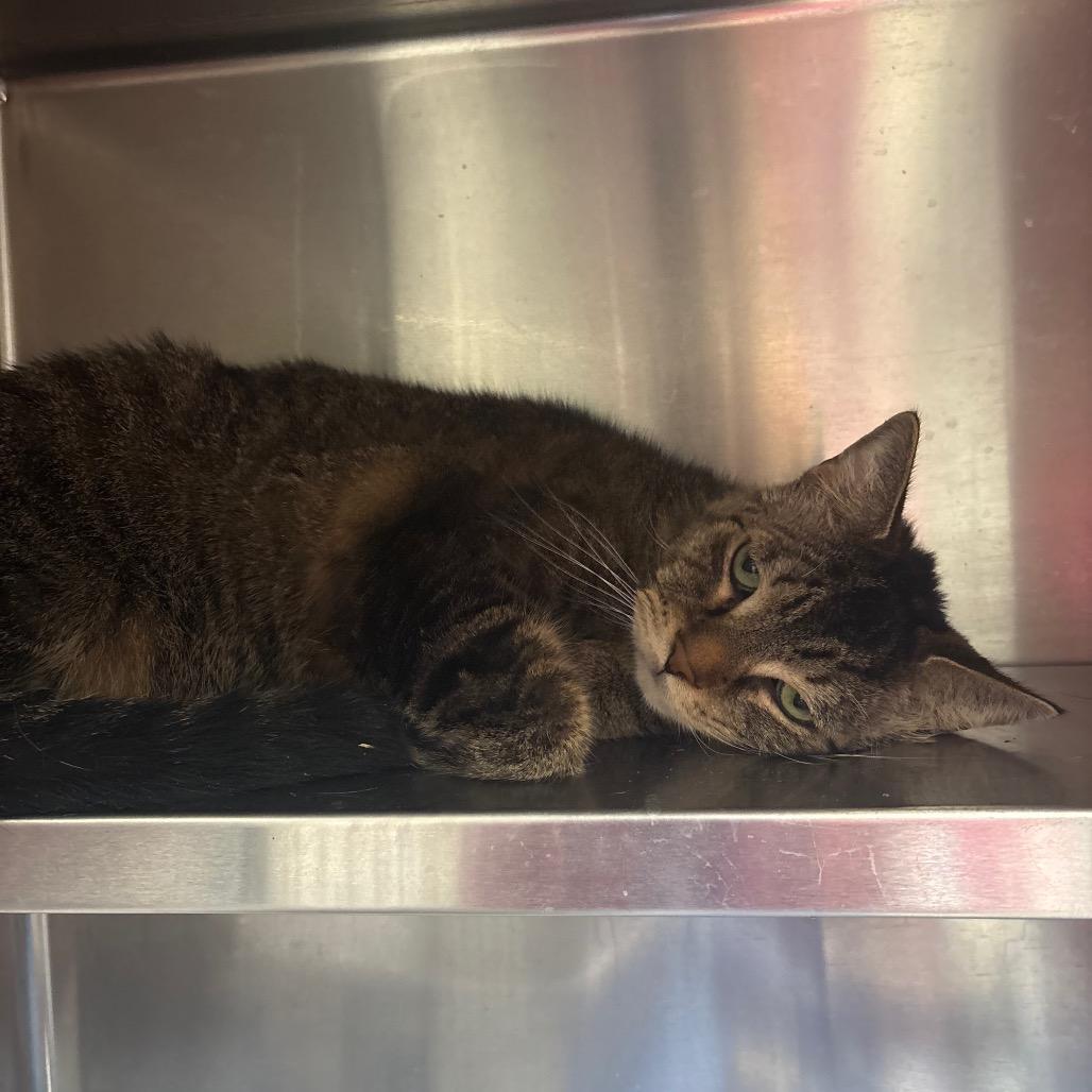 Enlarge Barry, a Adoptable Domestic Short Hair in Springfield, IL image 1/2