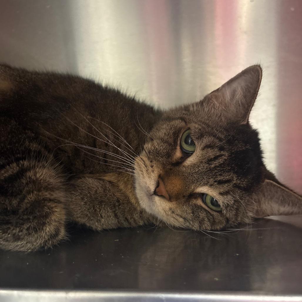 Enlarge Barry, a Adoptable Domestic Short Hair in Springfield, IL image 2/2