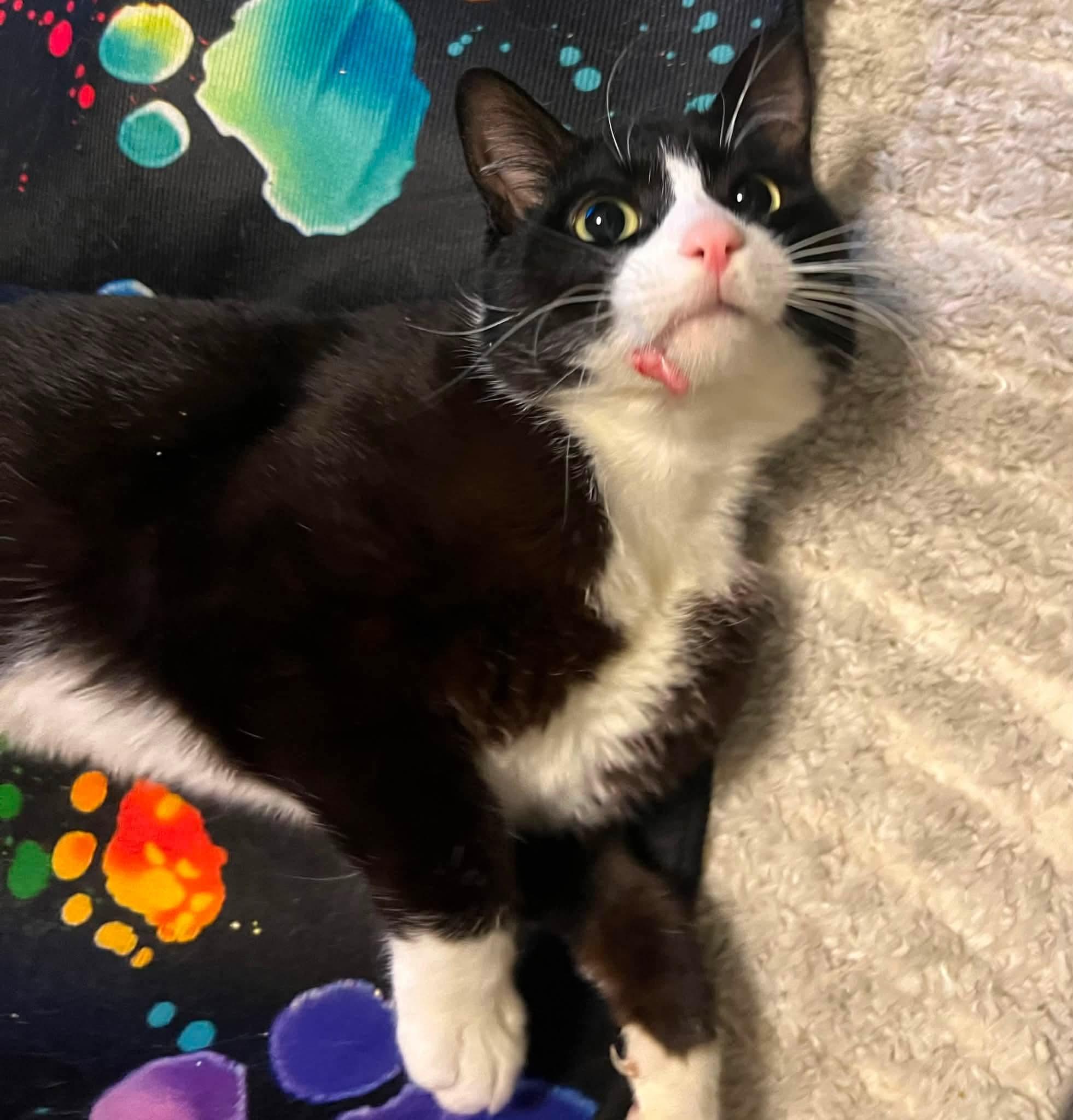 Jaws, a ADOPTABLE Domestic Short Hair in Pocatello, ID image 2/3