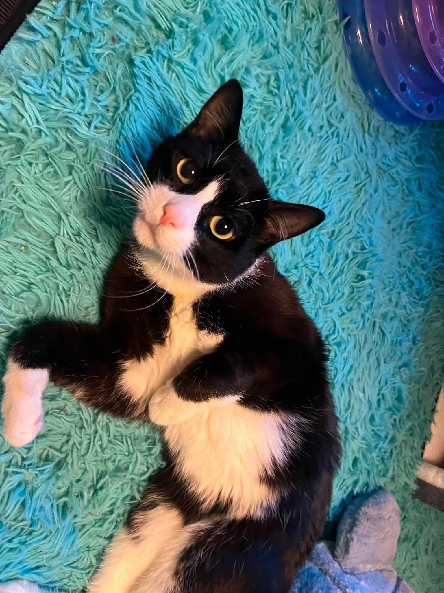 Jaws, a ADOPTABLE Domestic Short Hair in Pocatello, ID image 3/3