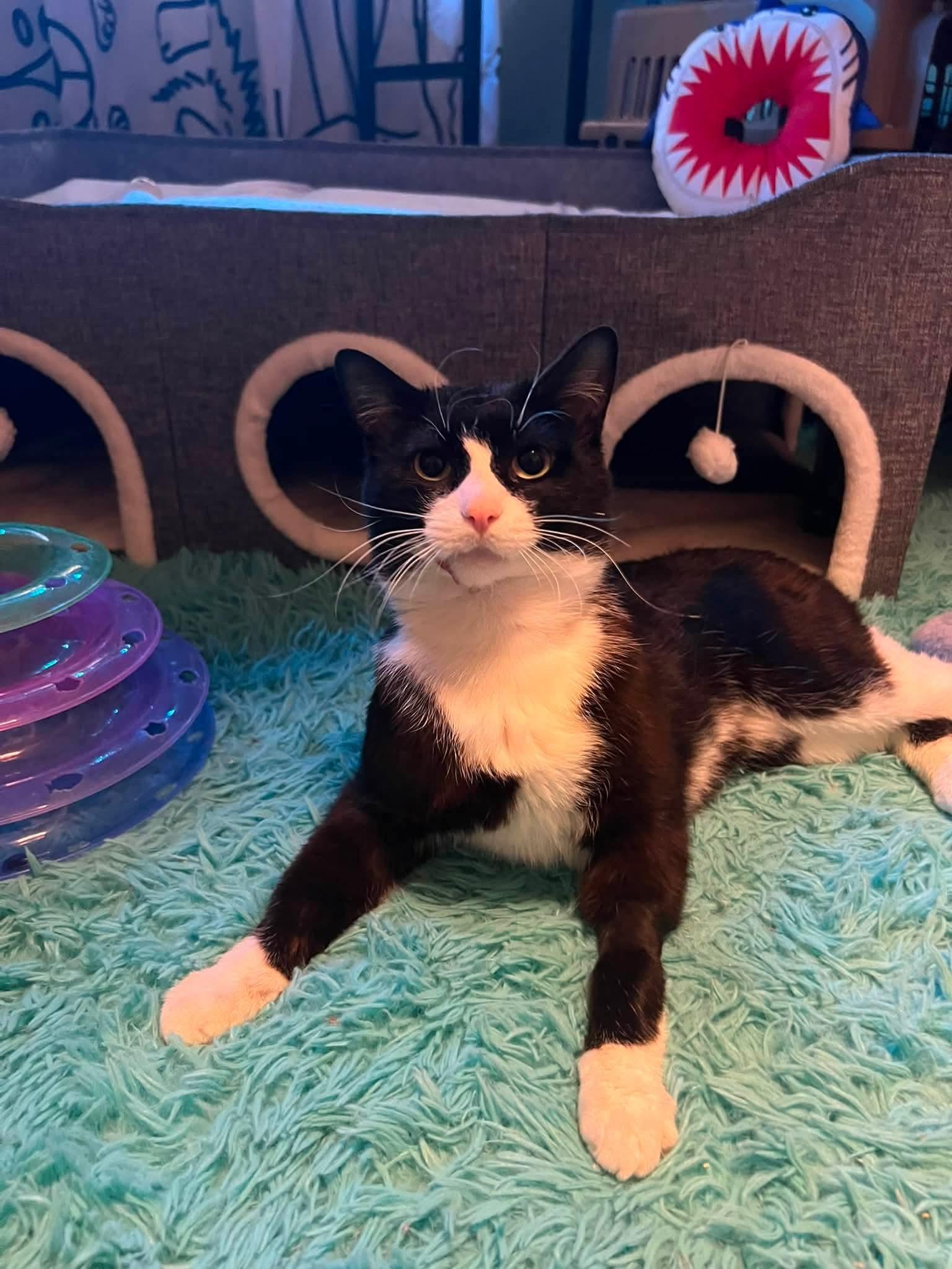 Jaws, ADOPTABLE, Adult Male Domestic Short Hair.