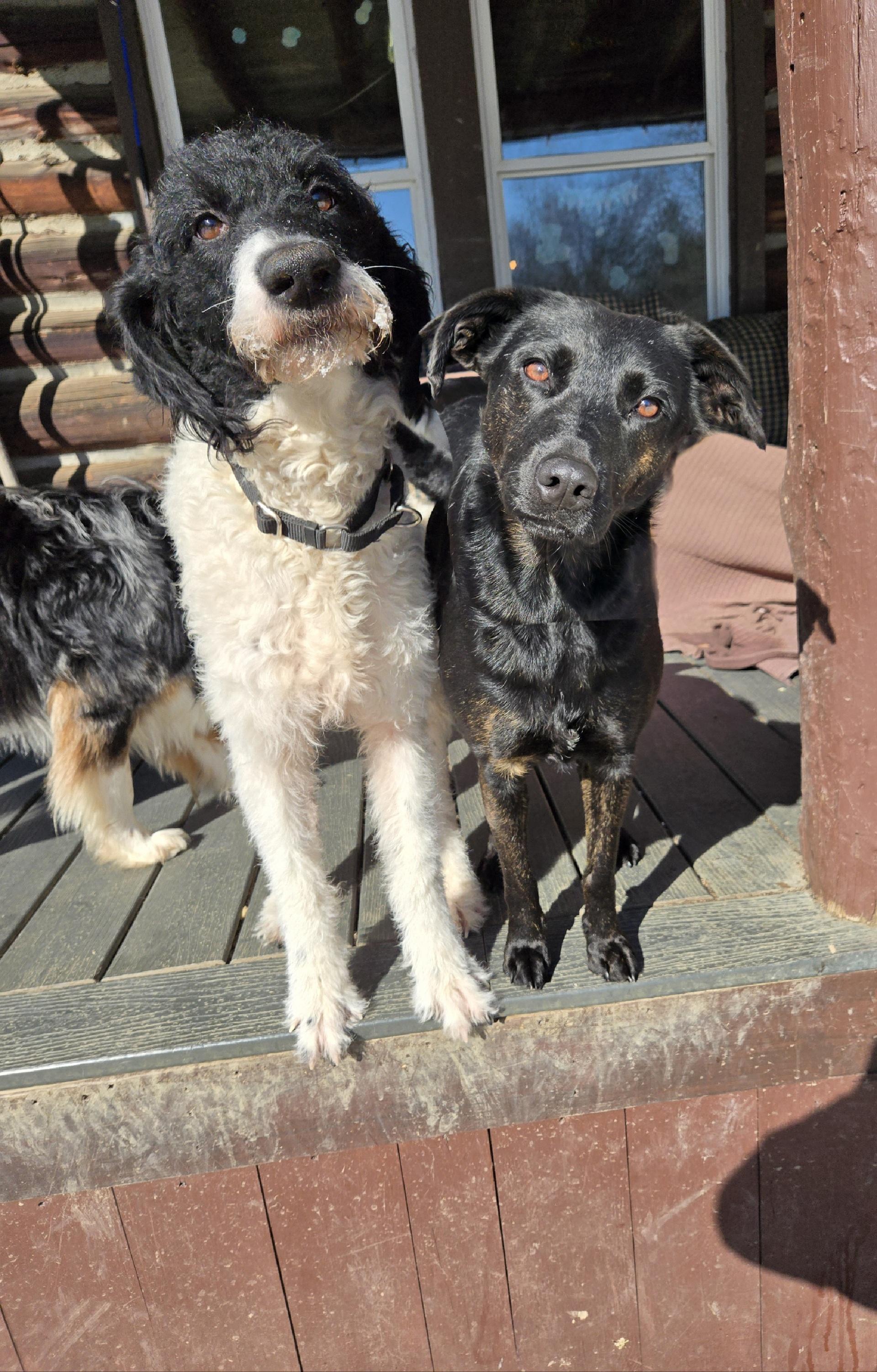 Enlarge Dixie, a Adoptable mixed breed in Friendship, NY image 2/2