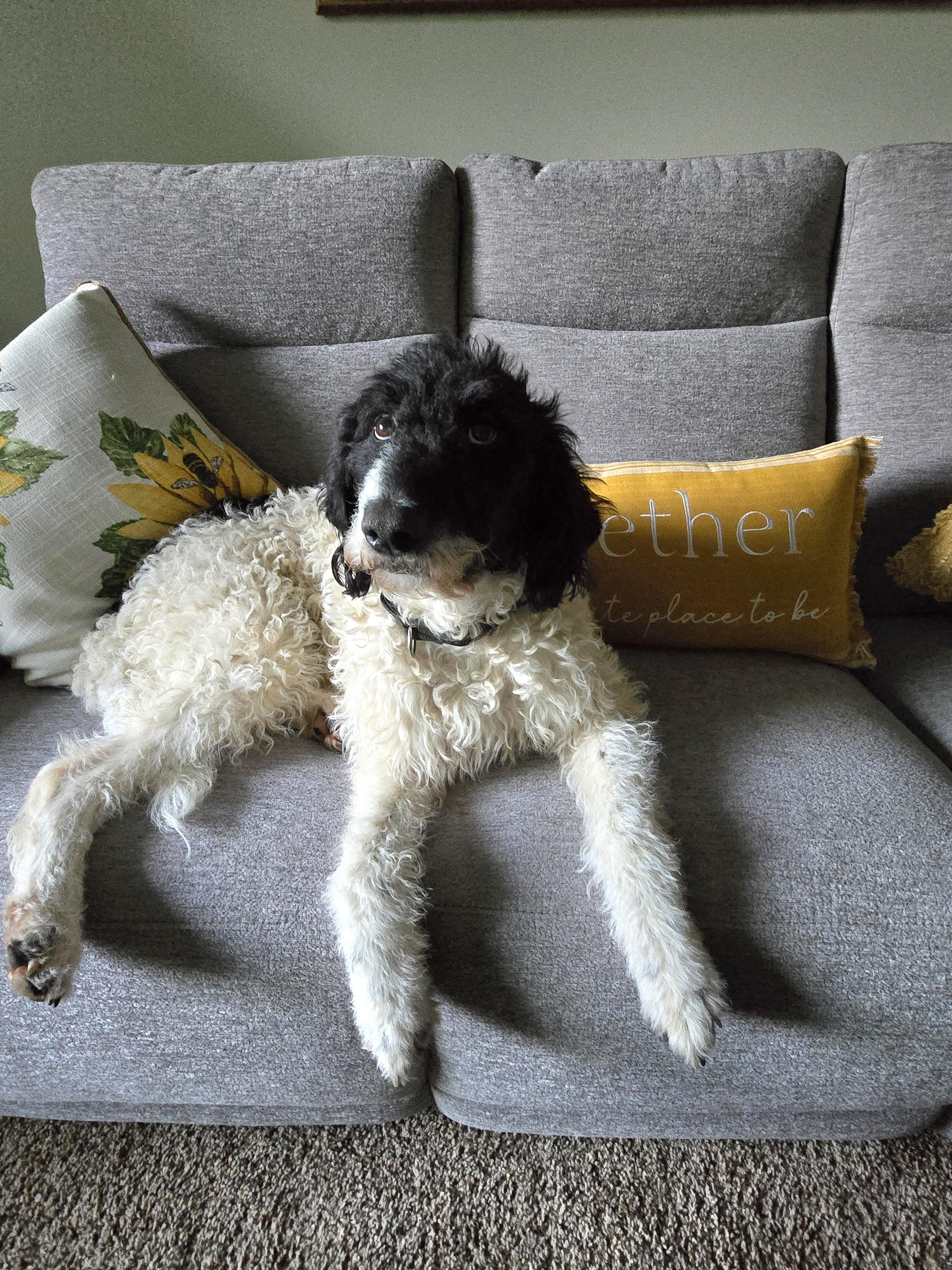 Dixie, an adoptable mixed breed in Friendship, NY image 4/5