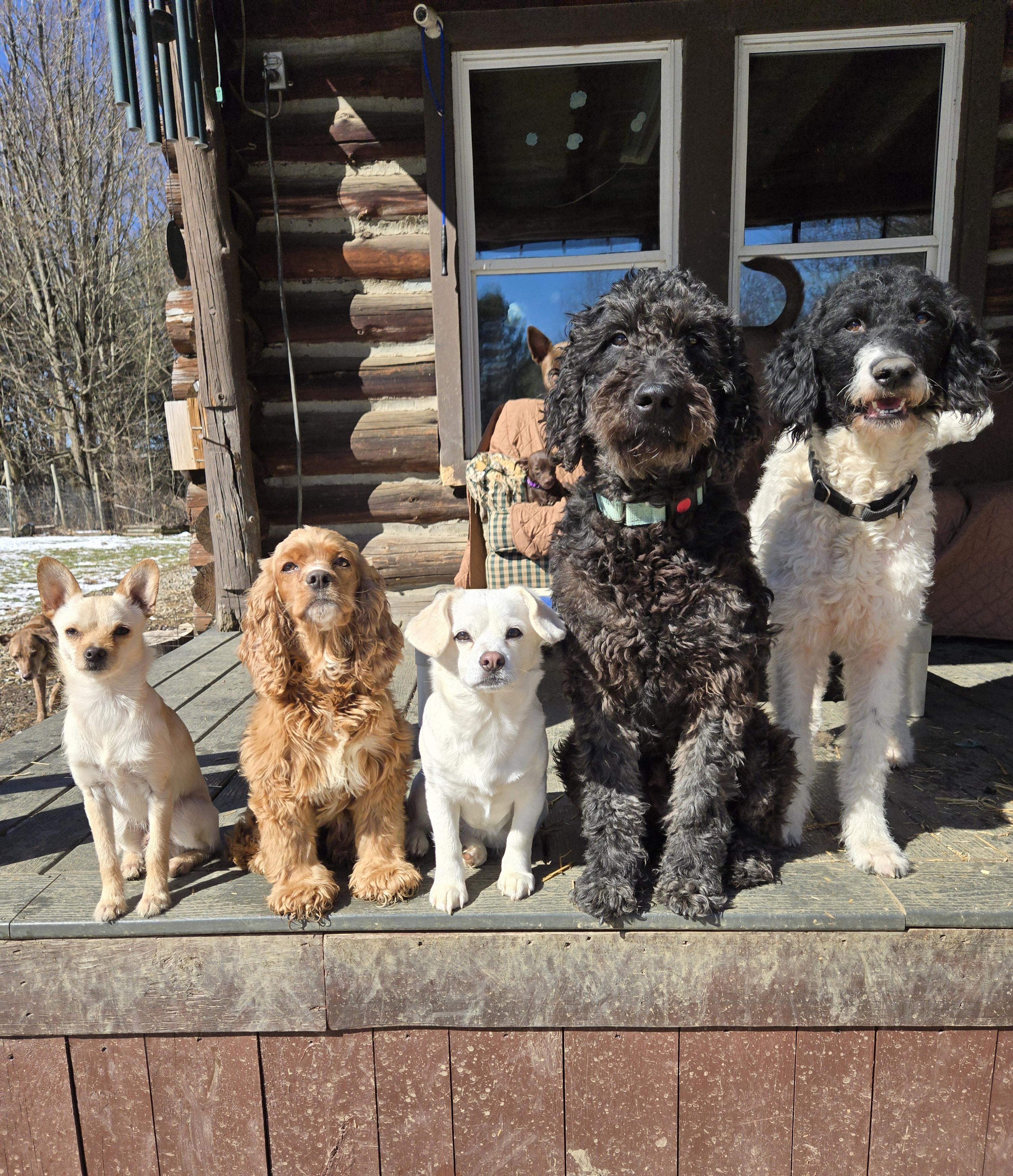 Dixie, Adoptable, Adult Female Labradoodle & Poodle.