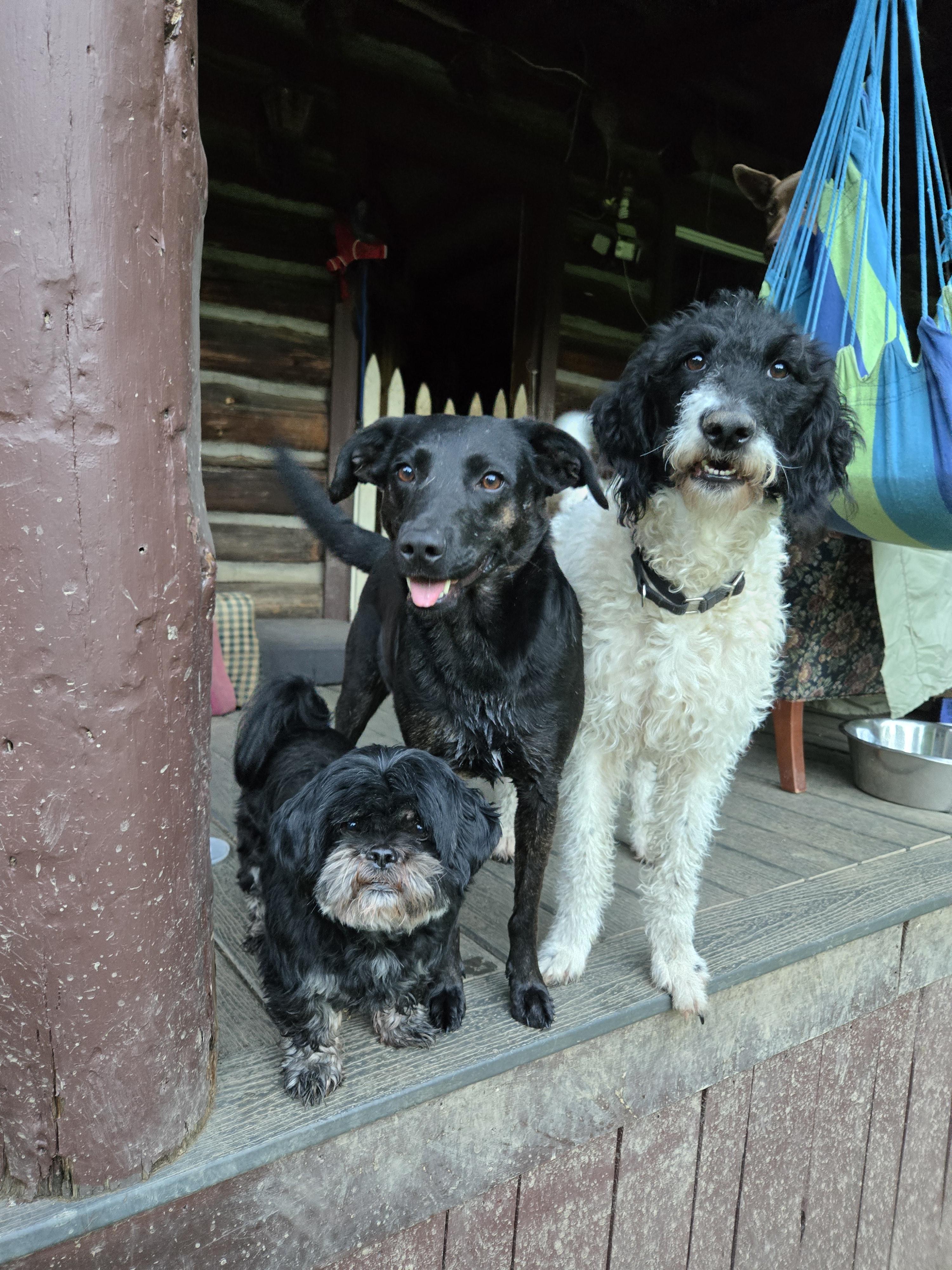 Dixie, an adoptable mixed breed in Friendship, NY image 5/5