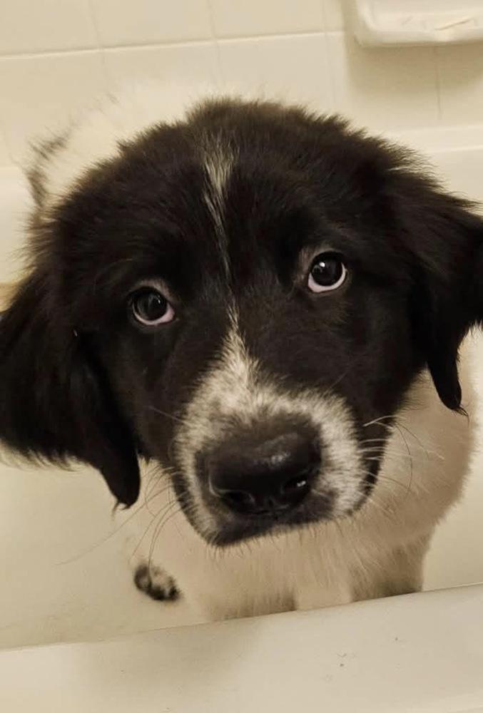 Domi / Badger, Adopted, Puppy Male Labrador Retriever & Mixed Breed.