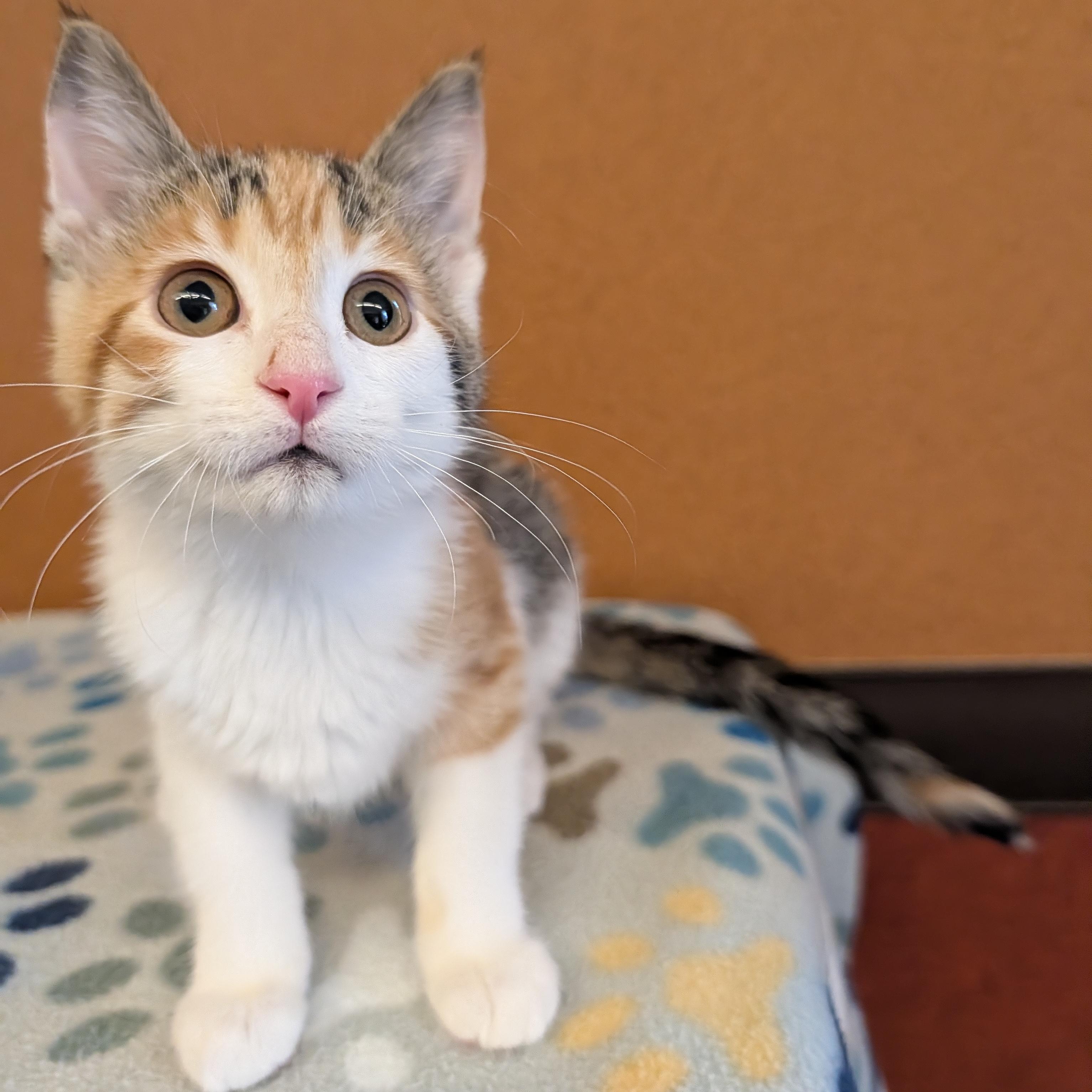 Clawdia, adopted, Kitten Female Domestic Short Hair.