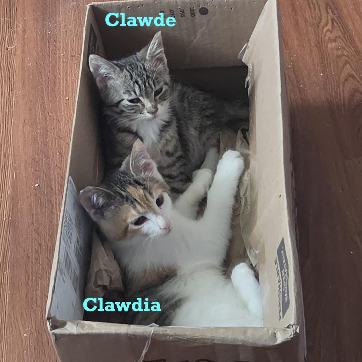 Clawdia, an adopted Domestic Short Hair in Rochester, MN image 2/3