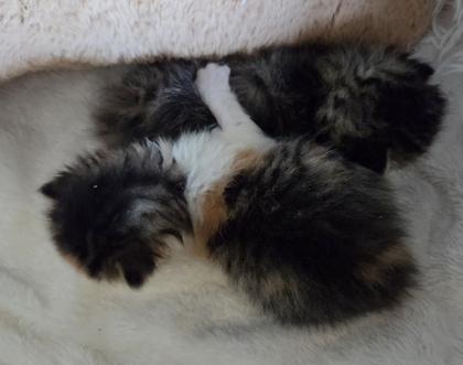 Clawdia, an adopted Domestic Short Hair in Rochester, MN image 3/3