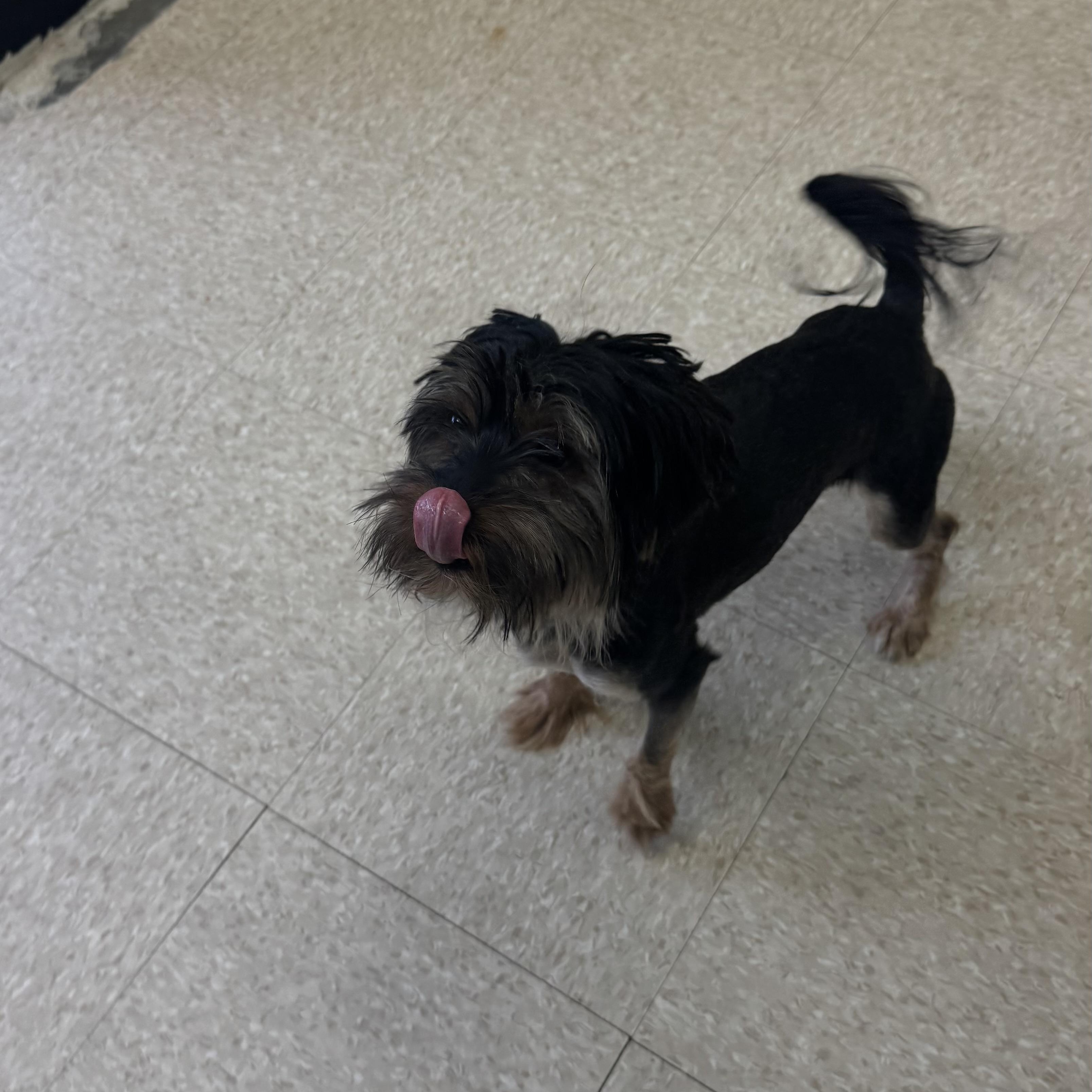 Enlarge Cell, a ADOPTABLE Shih Tzu in Fall River, MA image 2/4