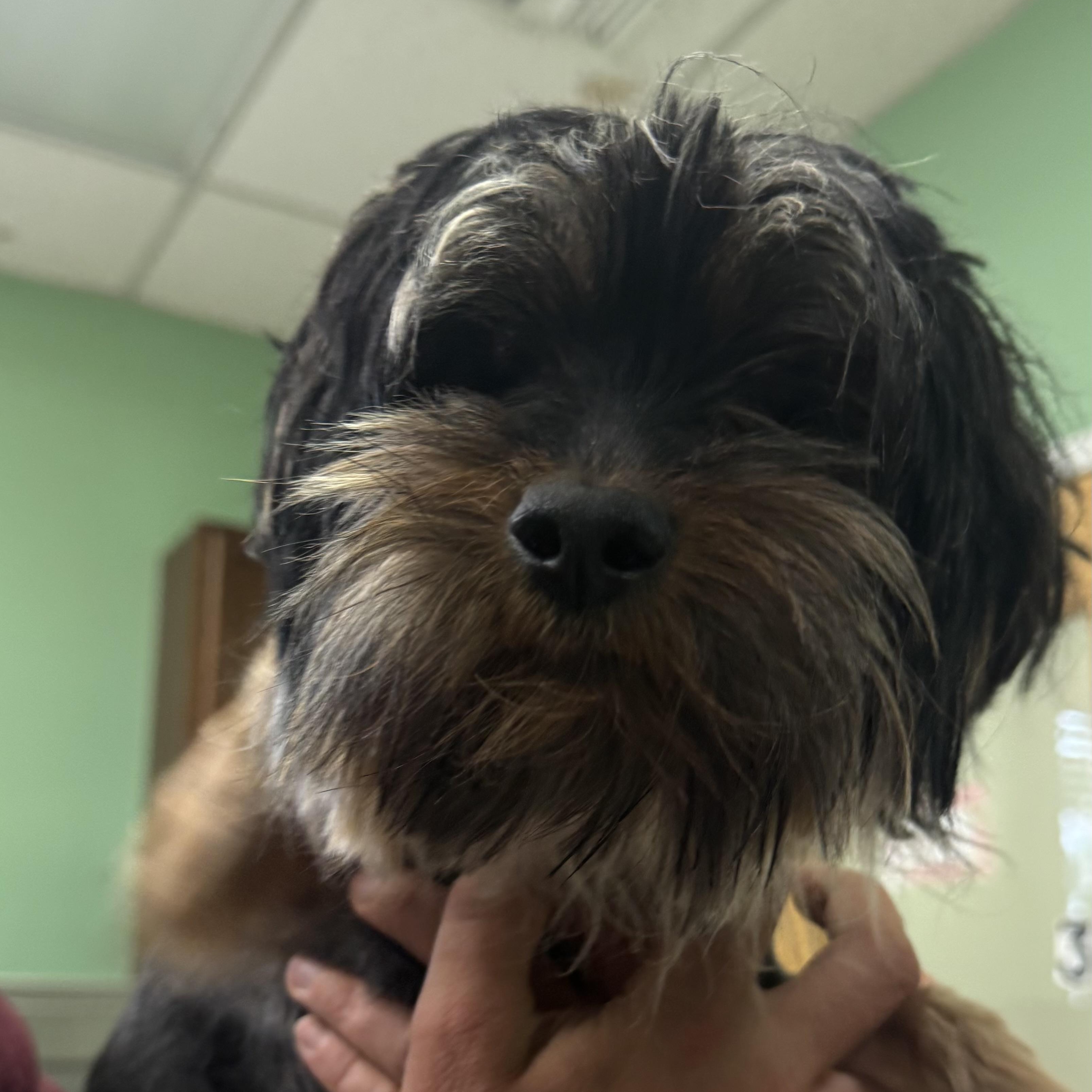 Enlarge Cell, a ADOPTABLE Shih Tzu in Fall River, MA image 4/4