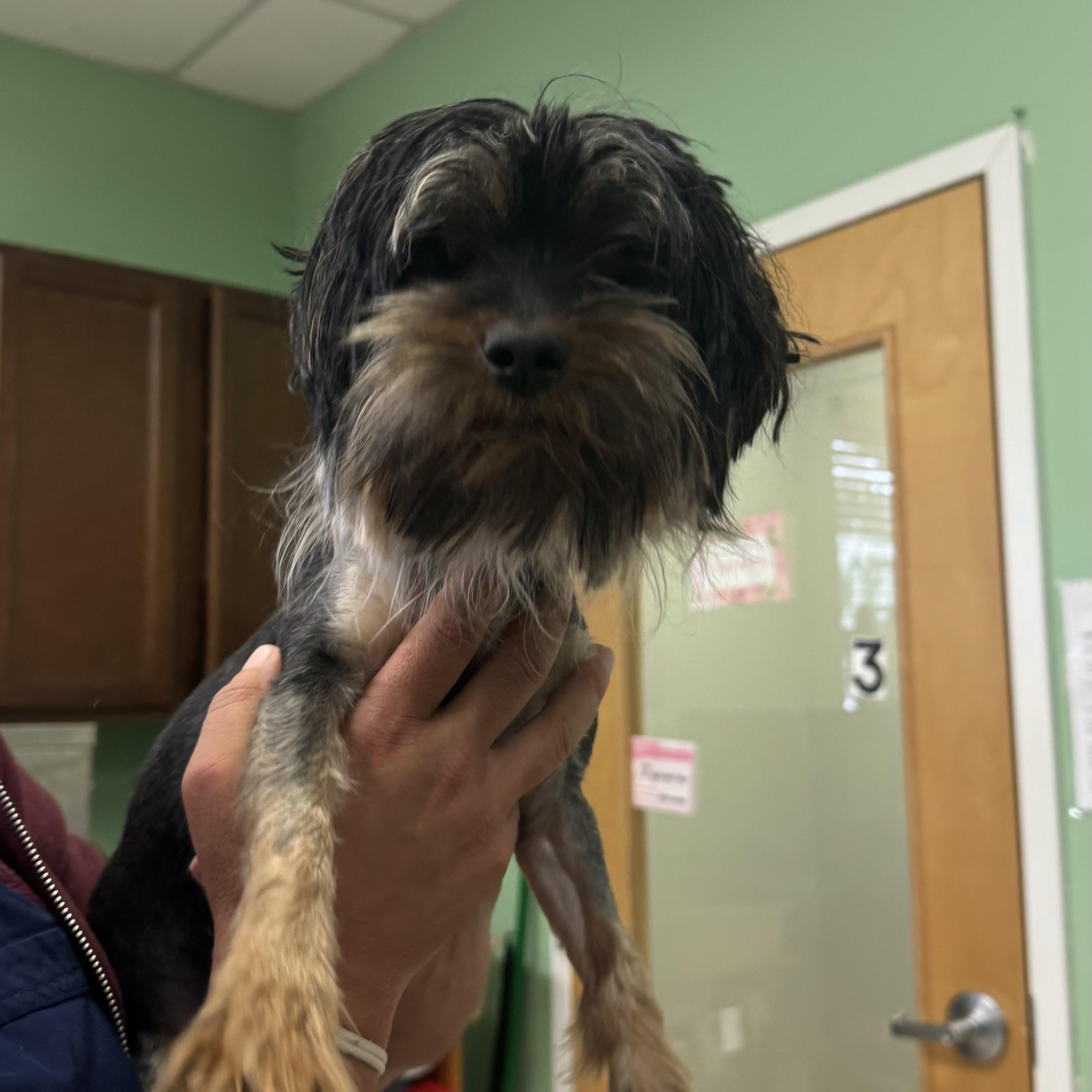 Enlarge Cell, a ADOPTABLE Shih Tzu in Fall River, MA image 3/4