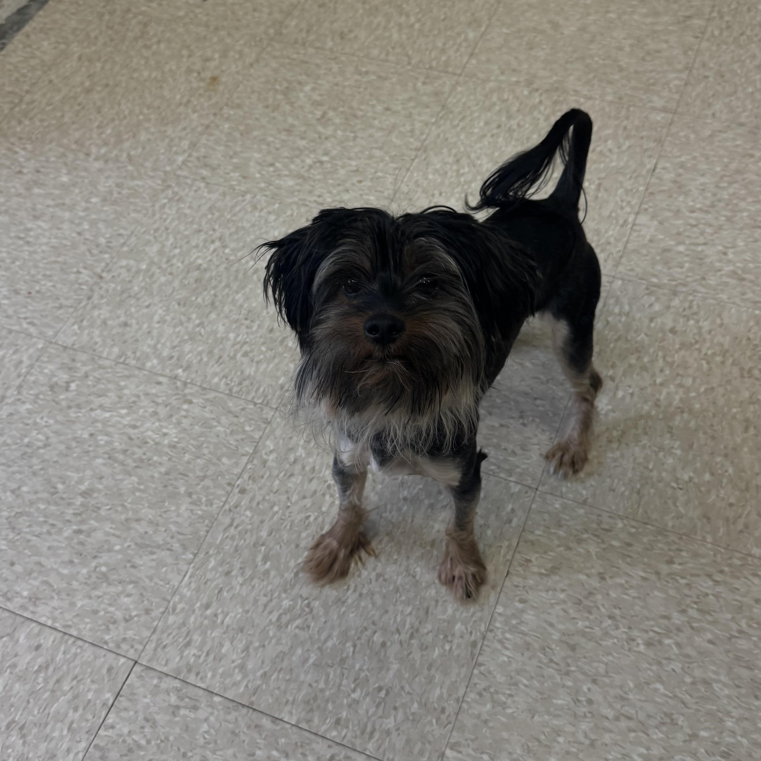 Enlarge Cell, a ADOPTABLE Shih Tzu in Fall River, MA image 1/4