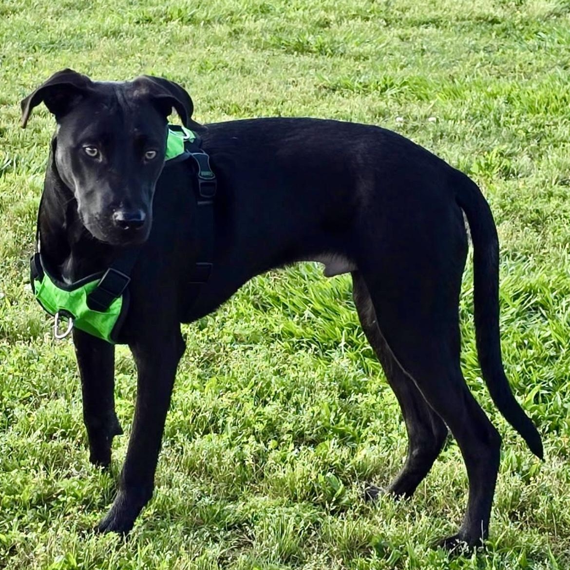 Donnie B. Labrador Retriever Dog