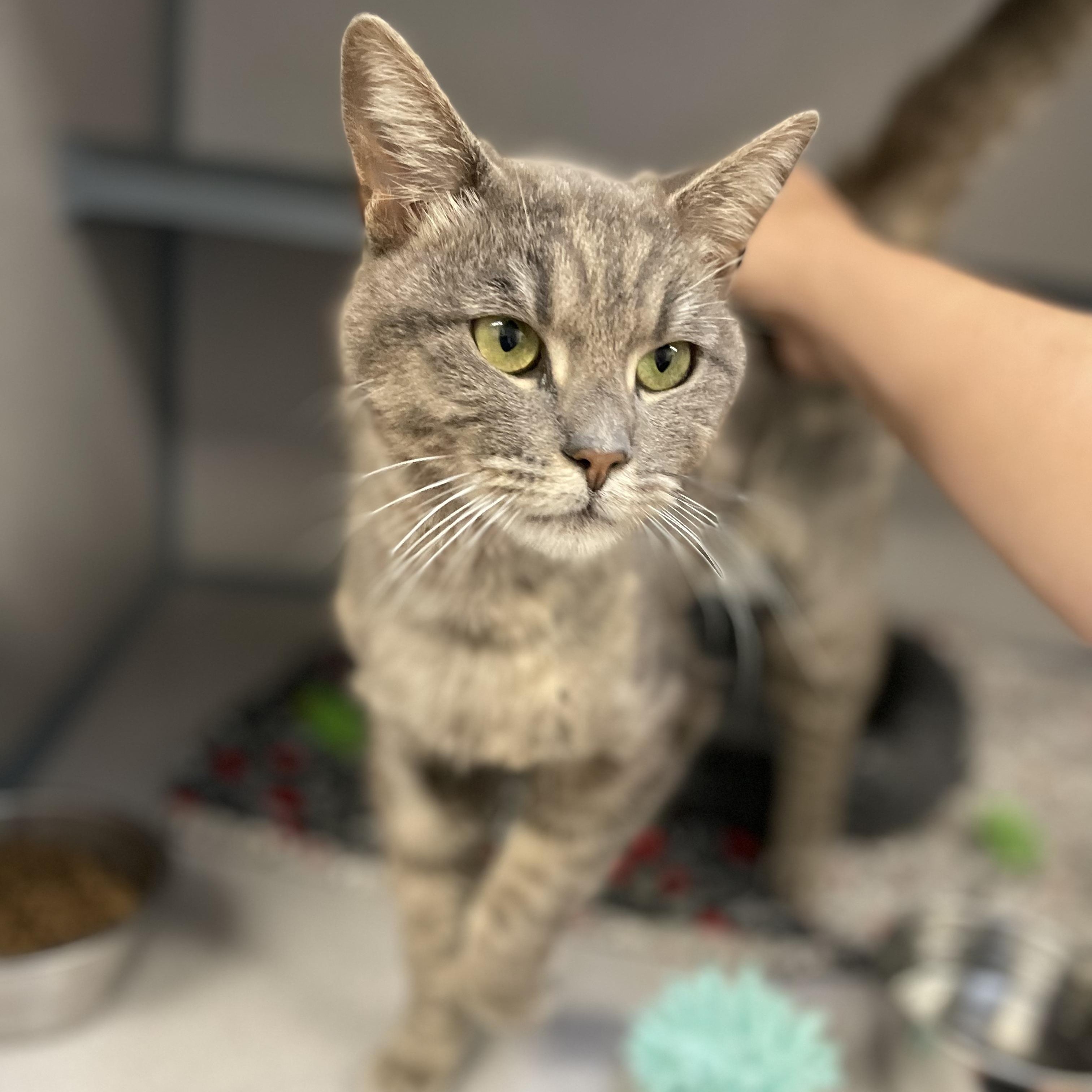 Squishy, a ADOPTABLE Domestic Short Hair in Grass Valley, CA image 2/3