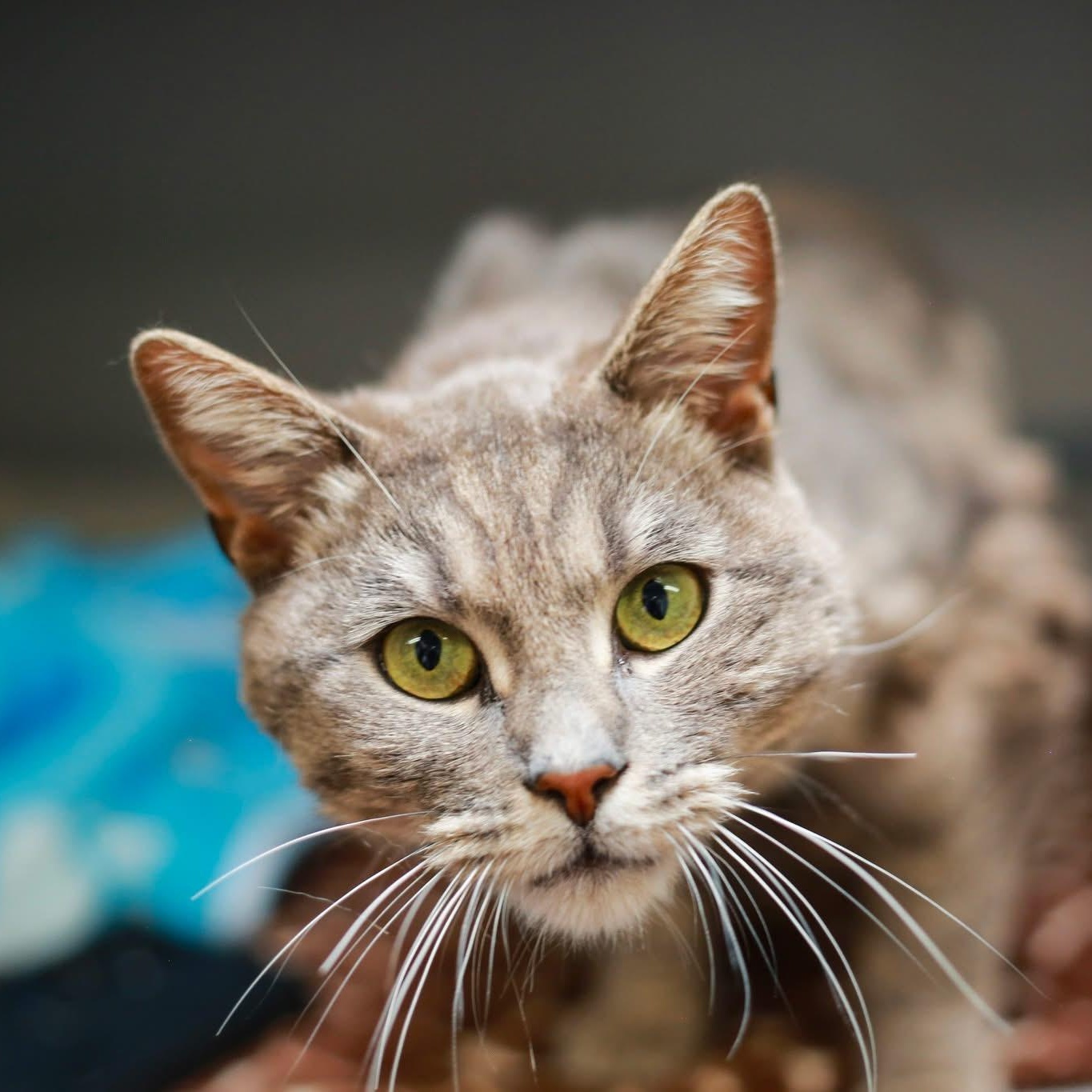 Squishy, ADOPTABLE, Adult Male Domestic Short Hair.