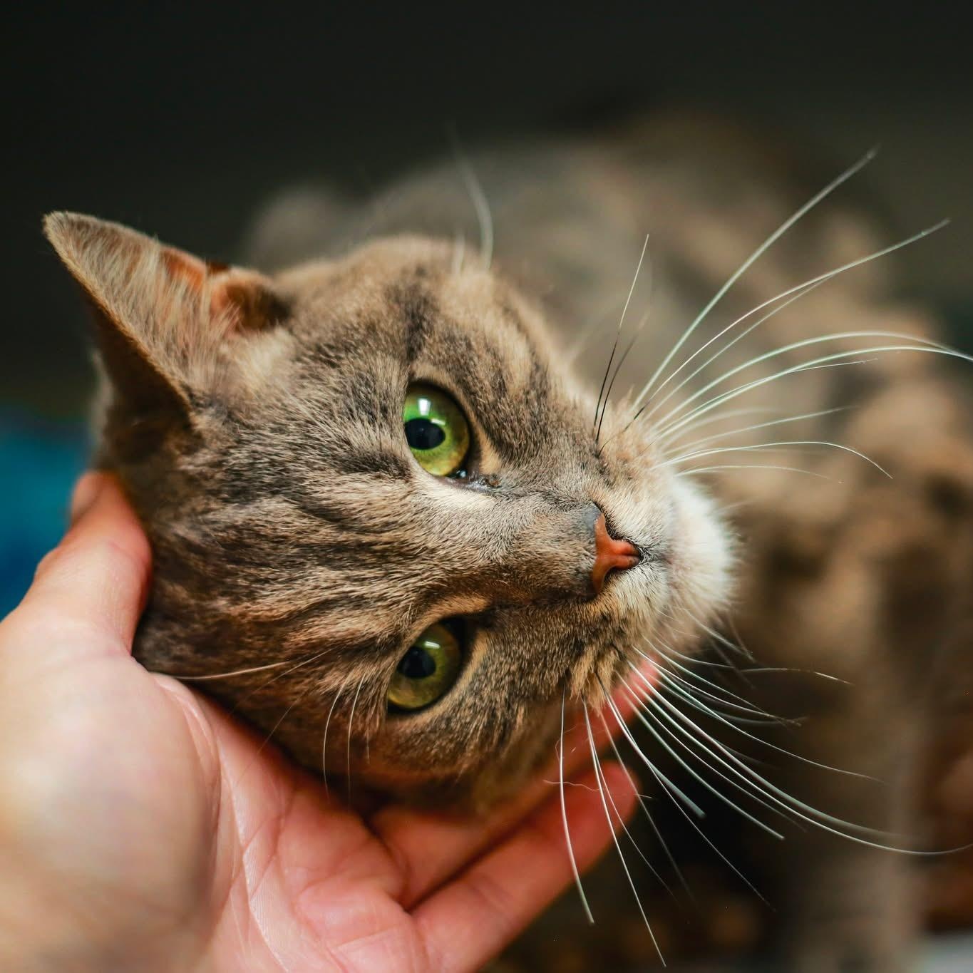 Squishy, a ADOPTABLE Domestic Short Hair in Grass Valley, CA image 3/3