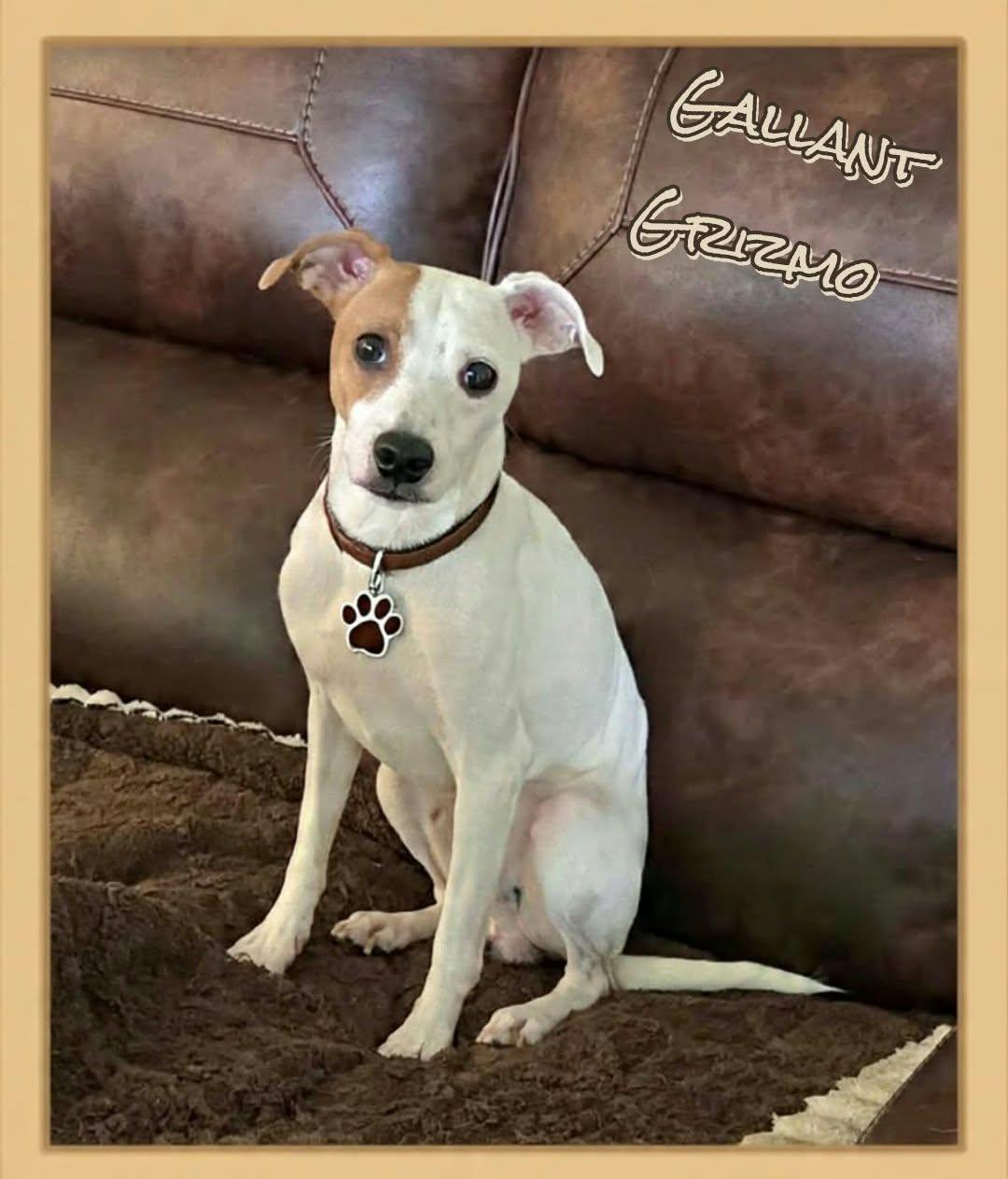 Enlarge Grizmo, a Adoptable mixed breed in Grove, OK image 3/4