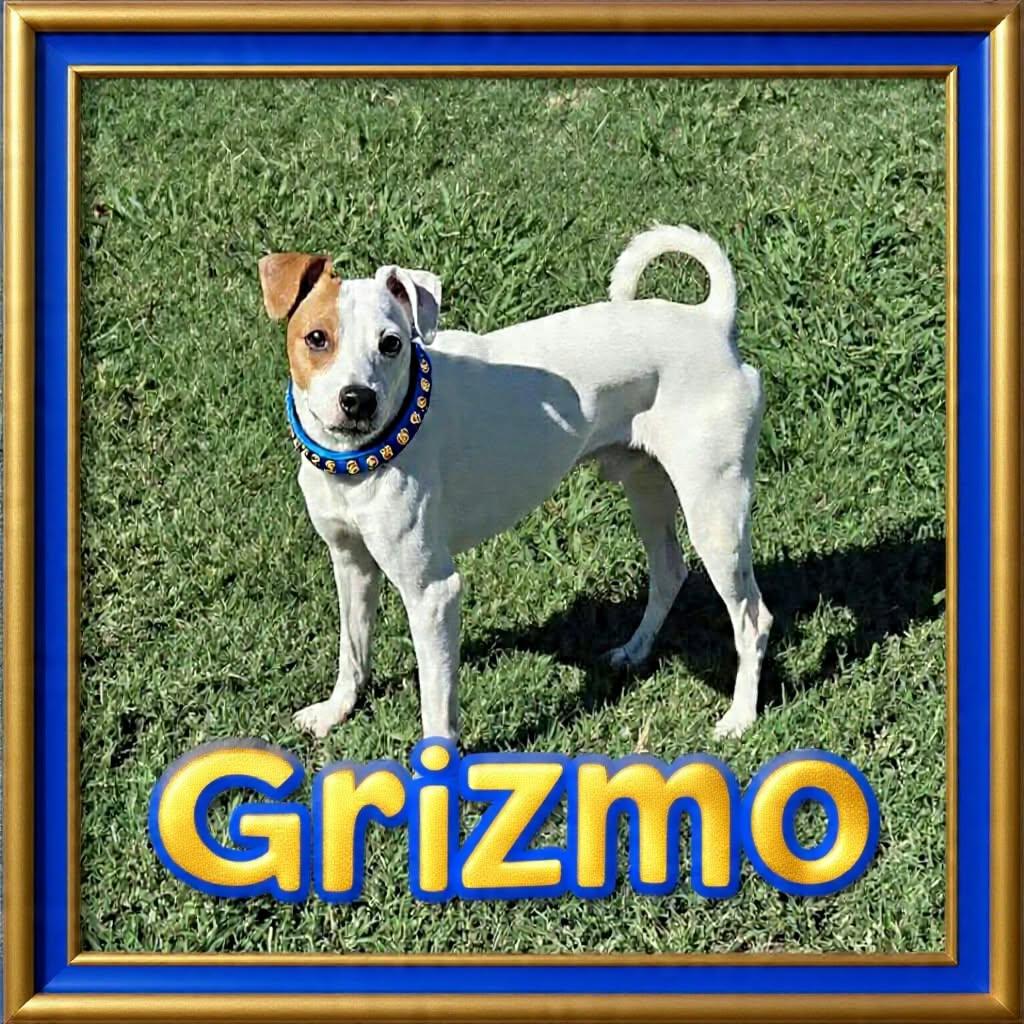 Enlarge Grizmo, a Adoptable mixed breed in Grove, OK image 2/4