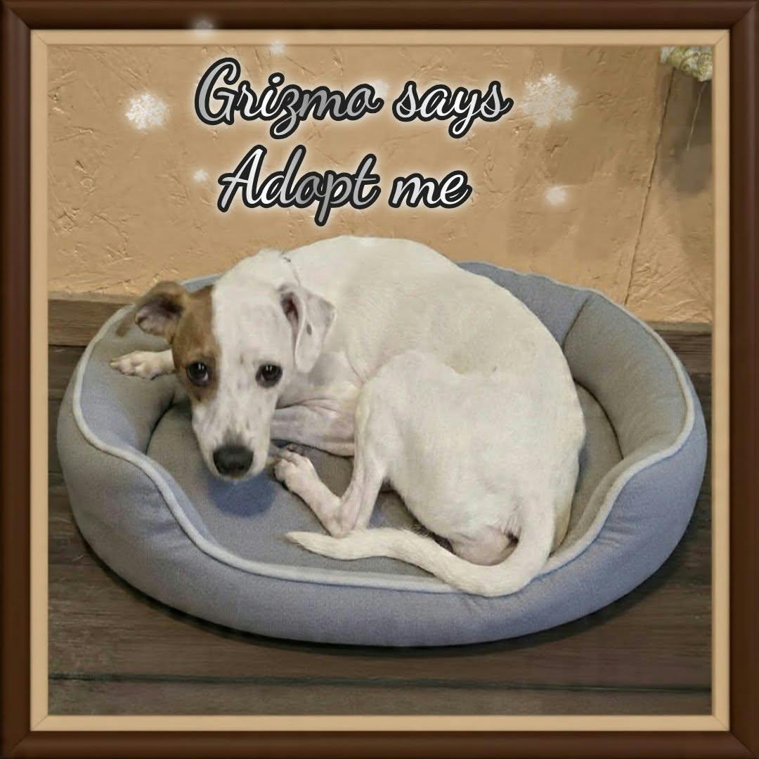 Enlarge Grizmo, a Adoptable mixed breed in Grove, OK image 4/4