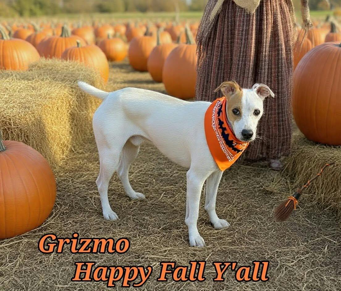 Grizmo, Adoptable, Adult Male Parson Russell Terrier & Jack Russell Terrier.