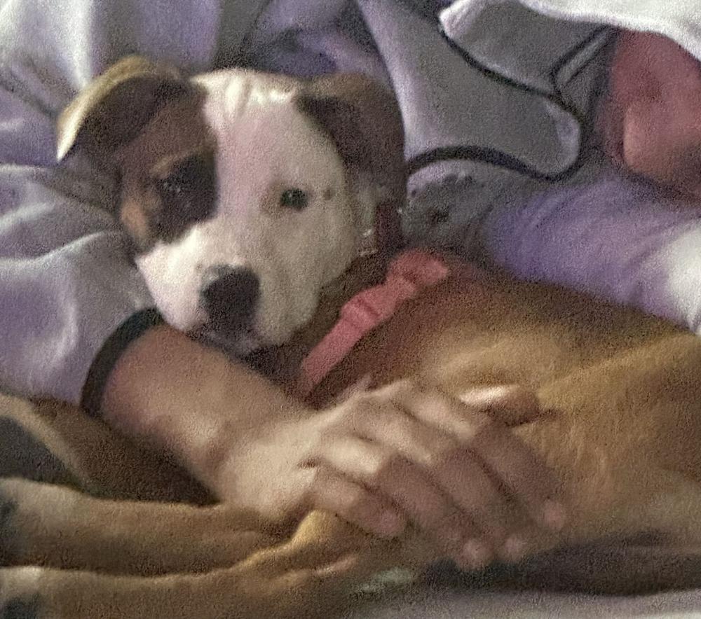 Enlarge Sunny, a Adoptable mixed breed in Amherst, NY image 1/6