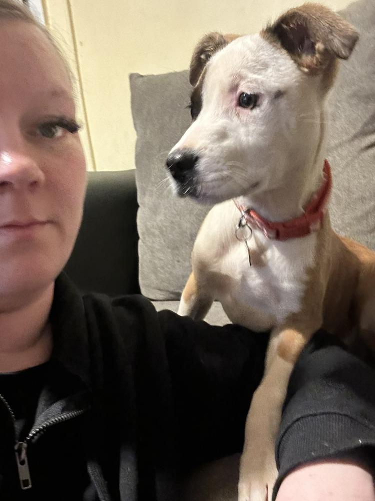 Enlarge Sunny, a Adoptable mixed breed in Amherst, NY image 2/6