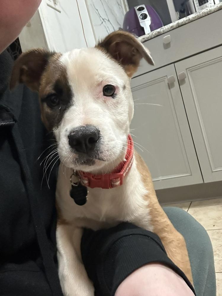 Enlarge Sunny, a Adoptable mixed breed in Amherst, NY image 3/6