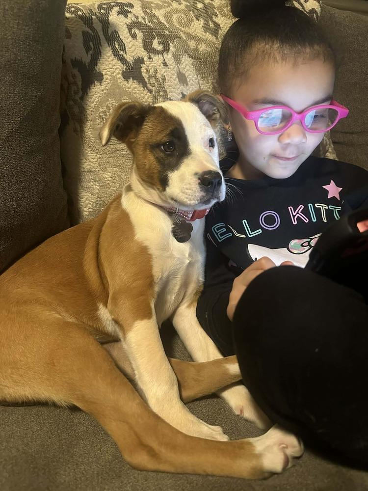 Enlarge Sunny, a Adoptable mixed breed in Amherst, NY image 4/6