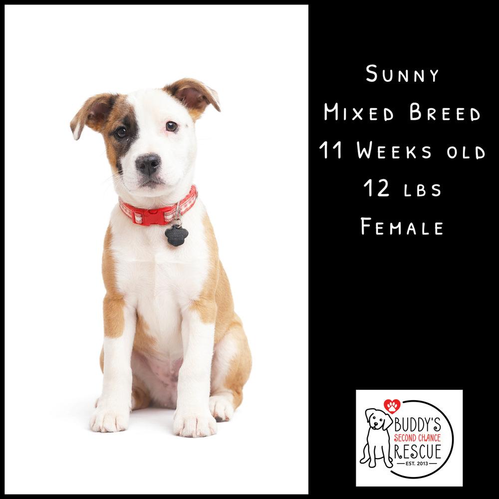 Enlarge Sunny, a Adoptable mixed breed in Amherst, NY image 5/6