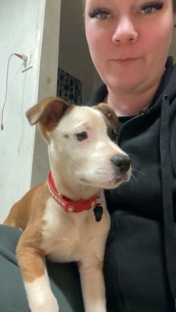 Enlarge Sunny, a Adoptable mixed breed in Amherst, NY image 6/6