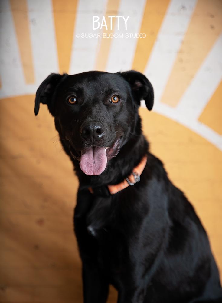 Batty aka Batman, Adoptable, Adult Male Labrador Retriever.