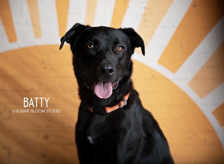 Enlarge Batty aka Batman, a Adoptable mixed breed in Littleton, CO image 4/6