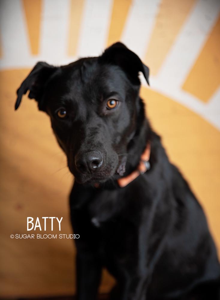 Enlarge Batty aka Batman, a Adoptable mixed breed in Littleton, CO image 5/6