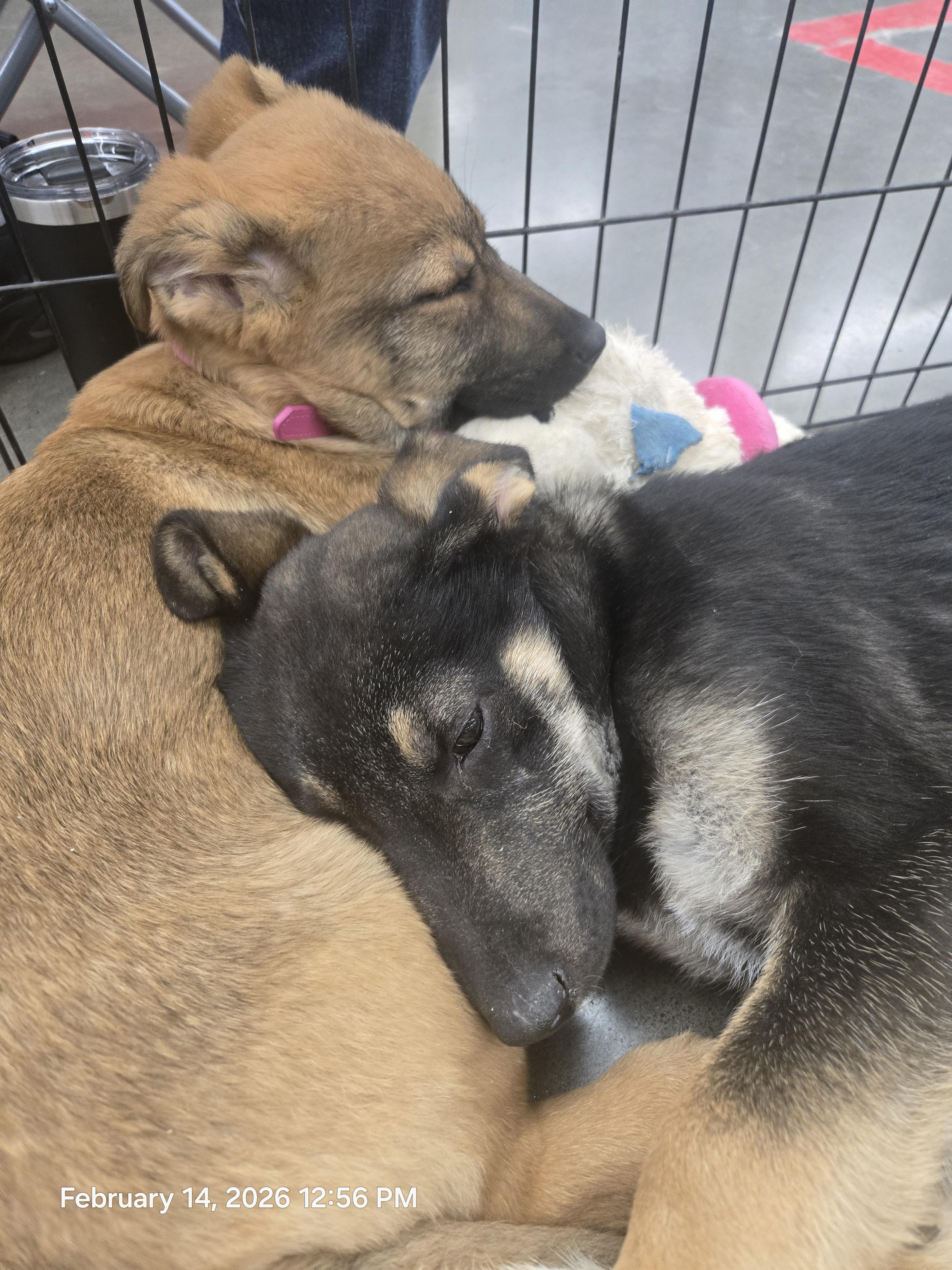 Enlarge Green Collar, a ADOPTABLE mixed breed in Hoopa, CA image 1/4