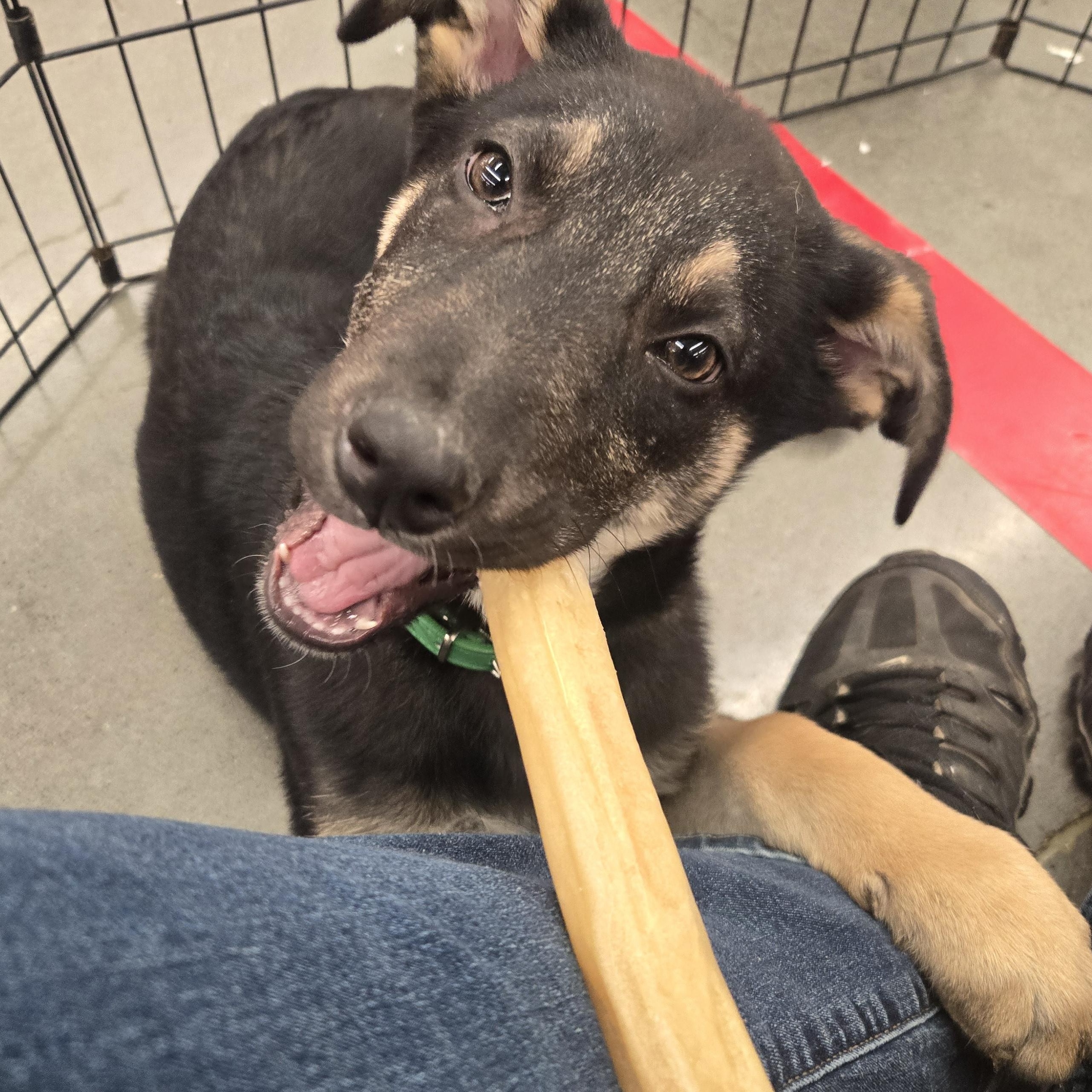 Enlarge Green Collar, a ADOPTABLE mixed breed in Hoopa, CA image 3/4