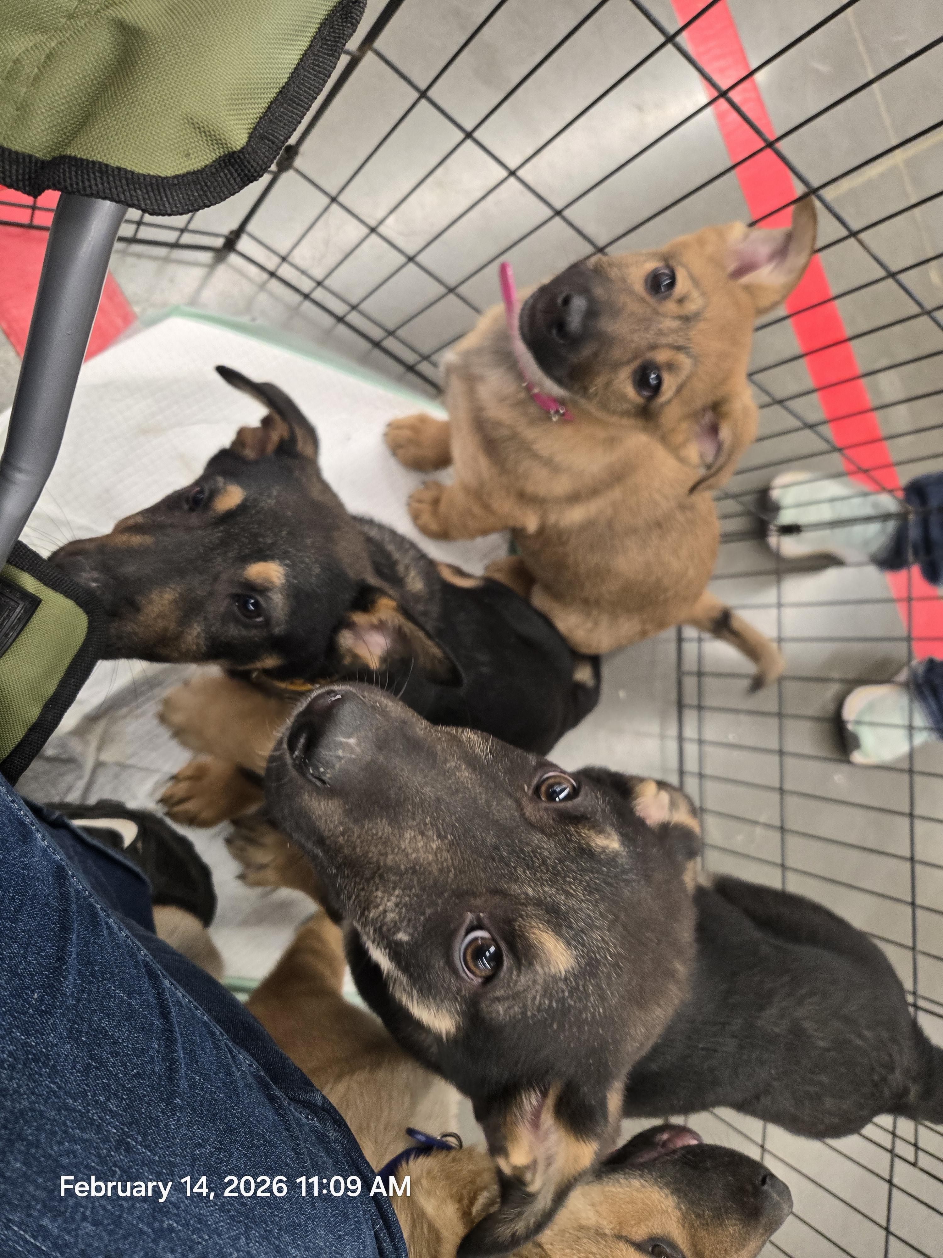 Enlarge Green Collar, a ADOPTABLE mixed breed in Hoopa, CA image 2/4