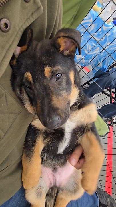 Enlarge Green Collar, a ADOPTABLE mixed breed in Hoopa, CA video 4/4