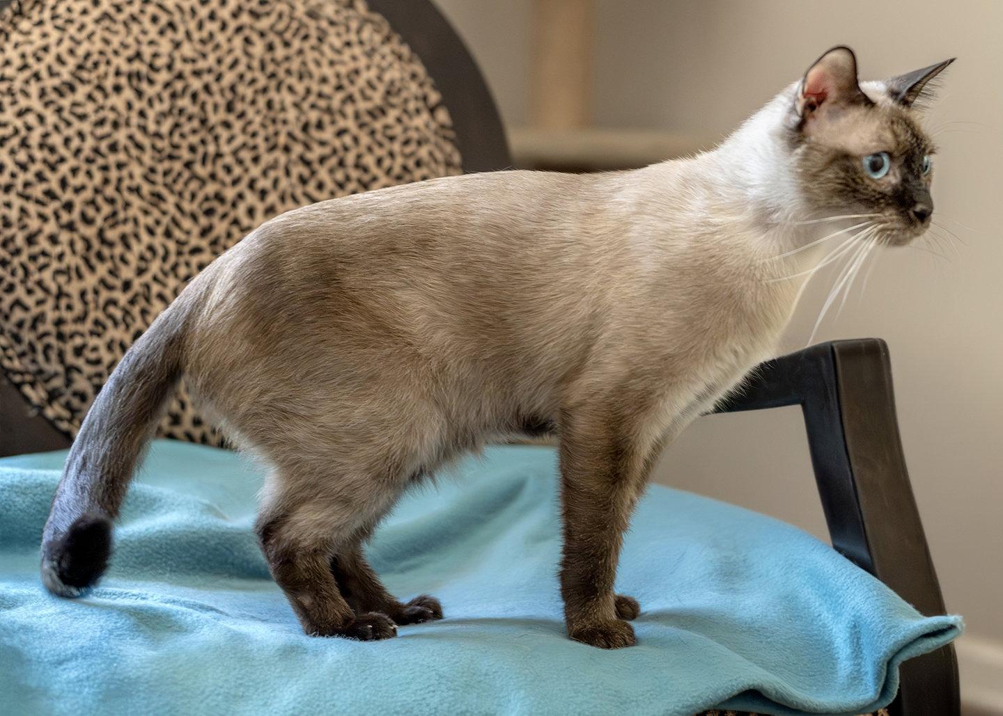 Tiramisu, Adopted, Adult Male Siamese & Domestic Short Hair.