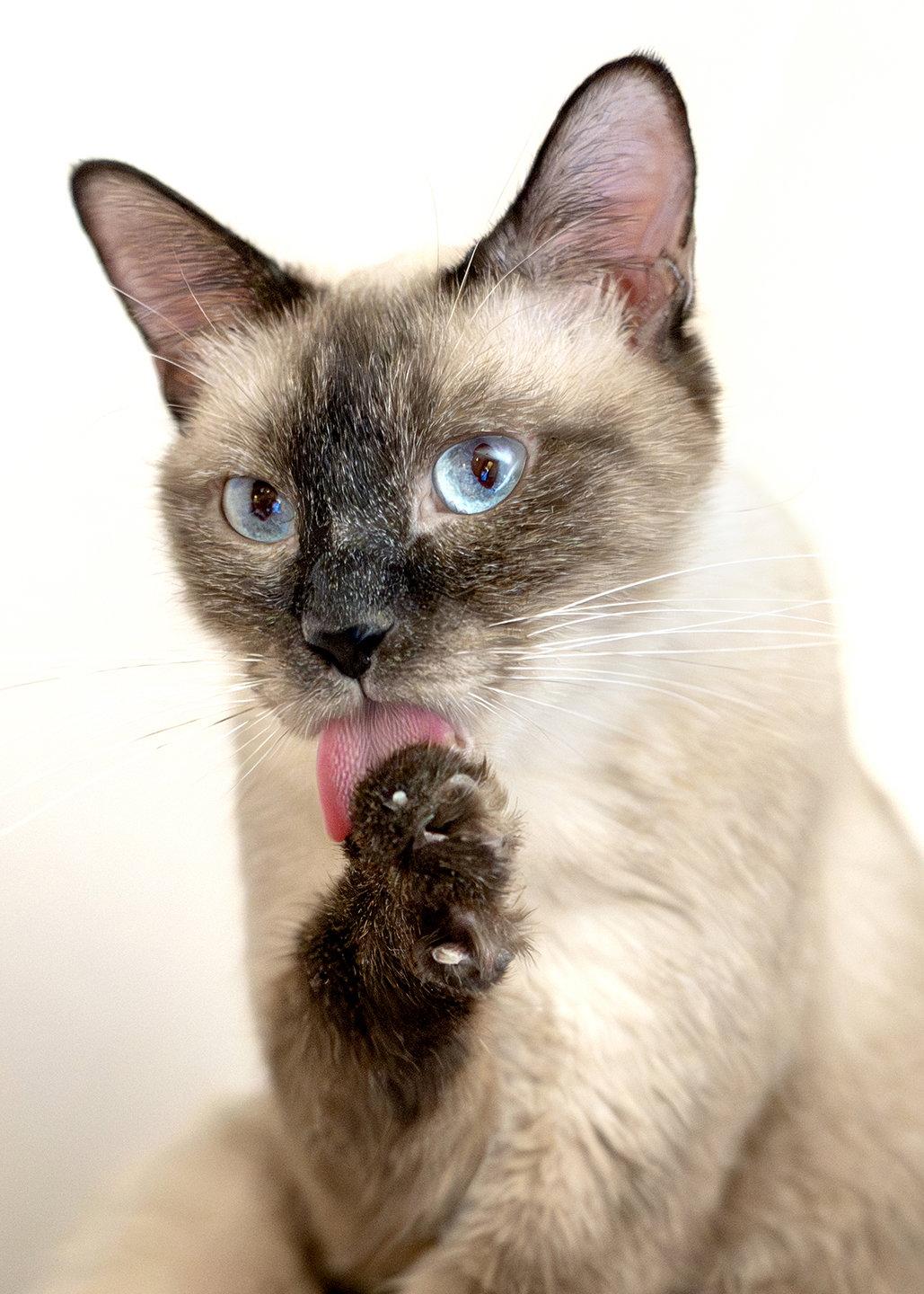 Enlarge Tiramisu, a Adopted mixed breed in Buford, GA image 2/3